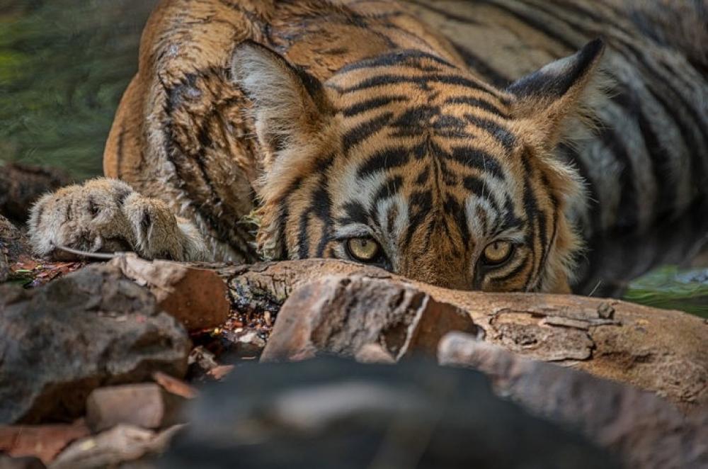 The Weekend Leader - Search for killer tiger in TN extended to more areas